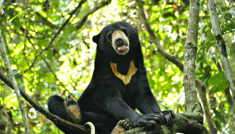 Bukit Kelam Sintang.Foto 10