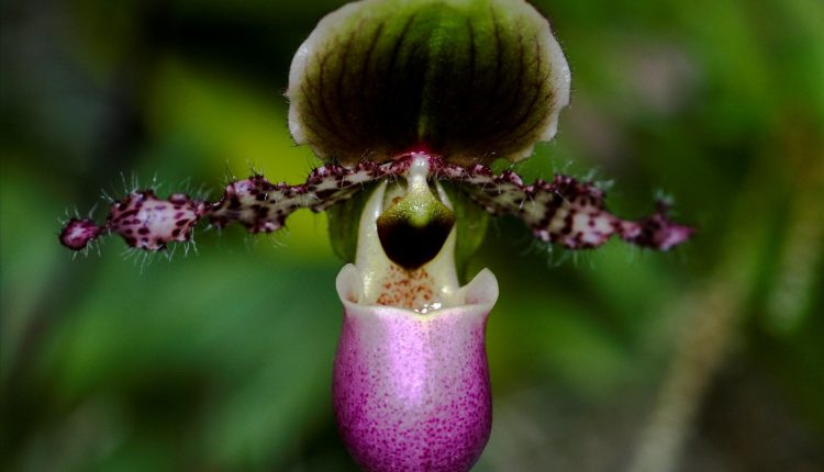 Bukit Kelam Sintang.Foto 6